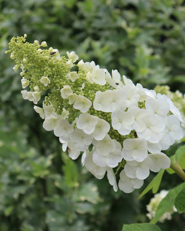 Pink oakleaf hydrangeas with vibrant green foliage